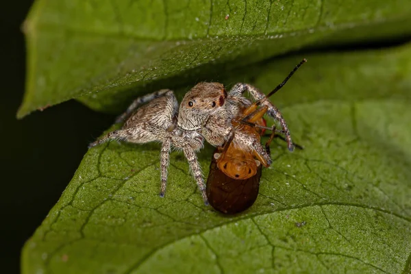 Malý Skákající Pavouk Podkmene Dendryphantina Kořist Lauxaniid Fly Čeledi Lauxaniidae — Stock fotografie