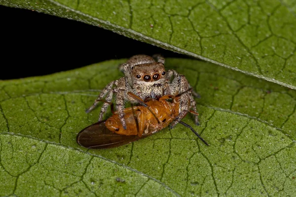 Kleine Springspinne Vom Substamm Dendryphantina Auf Der Jagd Nach Einer — Stockfoto