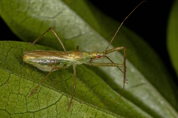 Asesino Adulto Bug Tribu Harpactorini — Foto de Stock