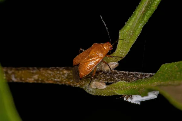 Miridae Familyasının Yetişkin Bitki Böceği — Stok fotoğraf