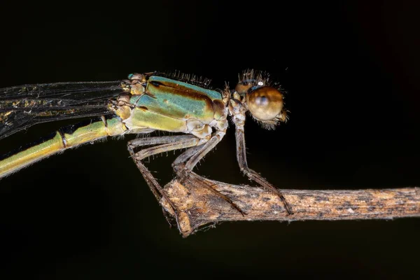 Dospělá Okřídlená Dáma Čeledi Coenagrionidae — Stock fotografie