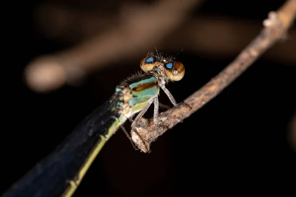 Damselfly Asa Estreita Adulta Família Coenagrionidae — Fotografia de Stock