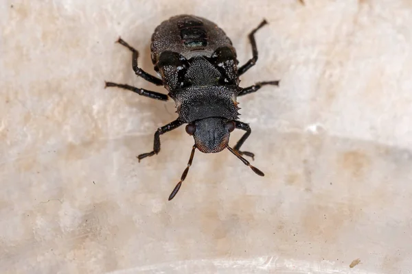 Ninfa Insetos Fedorentos Família Pentatomidae Que Imita Formigas Tartaruga Cefalócitos — Fotografia de Stock