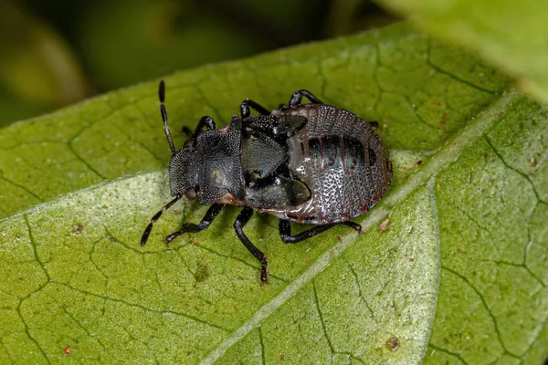 Stinkande Bugg Nymf Familjen Pentatomidae Som Härmar Cephalotes Sköldpadda Myror — Stockfoto