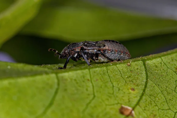 Ninfa Insetos Fedorentos Família Pentatomidae Que Imita Formigas Tartaruga Cefalócitos — Fotografia de Stock