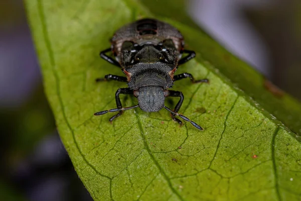 Ninfa Insetos Fedorentos Família Pentatomidae Que Imita Formigas Tartaruga Cefalócitos — Fotografia de Stock