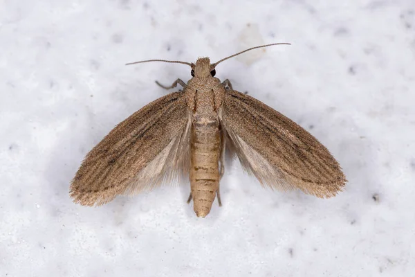 Mała Dorosła Moth Zakonu Lepidoptera — Zdjęcie stockowe