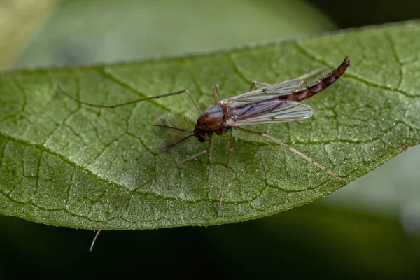 Adulte Bissfreie Midge Der Familie Chironomidae — Stockfoto