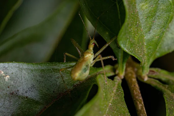 Felnőtt Assassin Bug Törzs Harpactorini — Stock Fotó