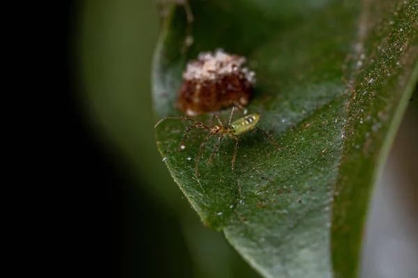 Assassin Bug Nymphe Des Stammes Harpactorini Mit Eiern — Stockfoto