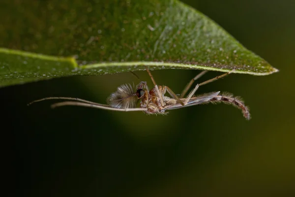 Non Biting Midge Chironomidae — 스톡 사진