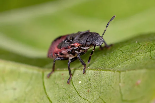 Smradlavá Broučí Nymfa Čeledi Pentatomidae Která Napodobuje Mravence Cefalotů — Stock fotografie