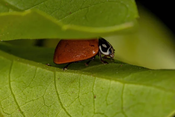 Cycloneda Sanguinea 딱정벌레 — 스톡 사진