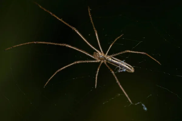 Orbweaver Mandíbula Comprida Aranha Gênero Tetragnatha — Fotografia de Stock