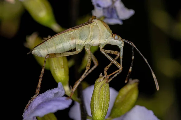 Yetişkin Yaprak Ayaklı Böcek Hypselonotus Cinsi Bir Gökçiçeği Üzerinde — Stok fotoğraf