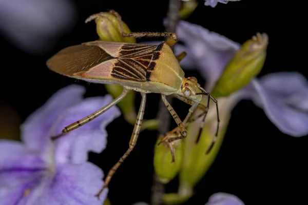 Adult Leaf Footed Bug Släktet Hypselonotus Skyflower — Stockfoto