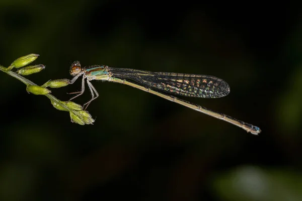 Adulte Schmalflügellibelle Der Familie Coenagrionidae — Stockfoto