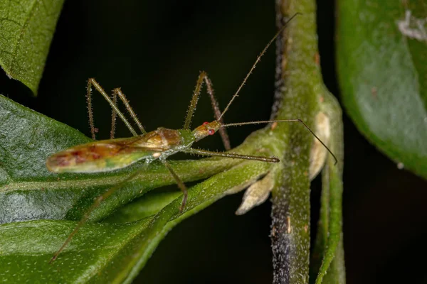Asesino Adulto Bug Tribu Harpactorini — Foto de Stock