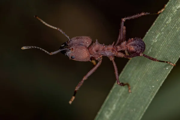 Ausgewachsene Acromyrmex Blattschneider Ameise Der Gattung Acromyrmex — Stockfoto