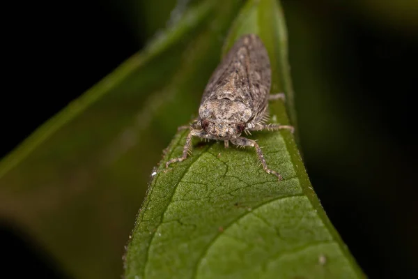 Pequeno Leafhopper Típico Tribo Gyponini — Fotografia de Stock