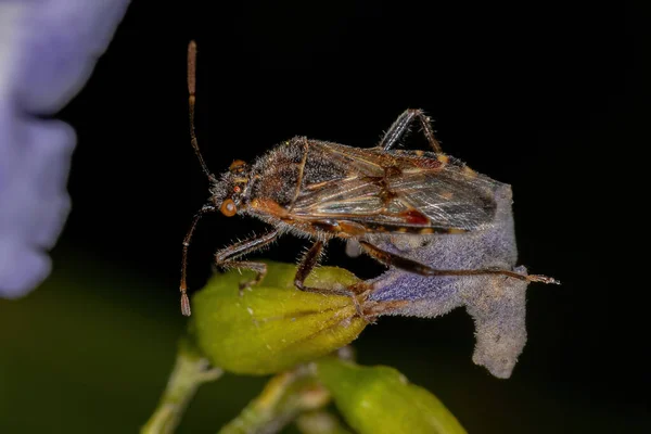 Rhopalinae Alt Familyasından Yetişkin Kokusuz Bitki Böceği — Stok fotoğraf