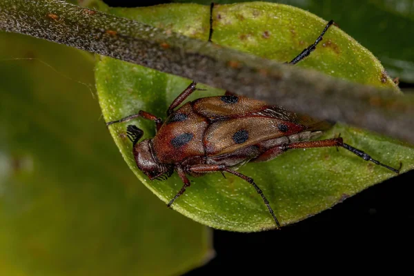 Ενηλίκων Wedge Shaped Beetle Του Genus Macrosiagon — Φωτογραφία Αρχείου