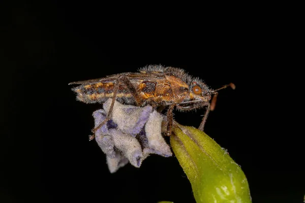Bug Planta Scentless Adulto Subfamília Rhopalinae — Fotografia de Stock