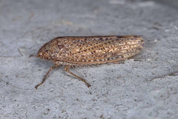 Piccolo Leafhopper Tipico Della Tribù Gyponini — Foto Stock