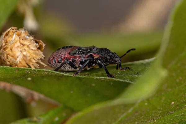 Ninfa Insetos Fedorentos Família Pentatomidae Que Imita Formigas Tartaruga Cefalócitos — Fotografia de Stock