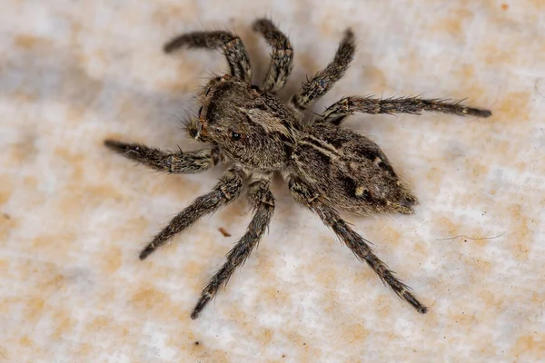 Pequena Aranha Salto Pantropical Espécie Plexippus Paykulli — Fotografia de Stock