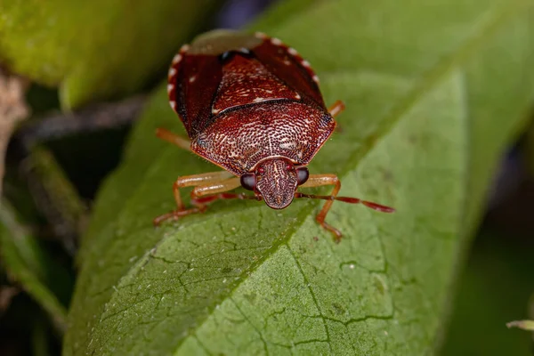 Pentatomidae 의성인 — 스톡 사진
