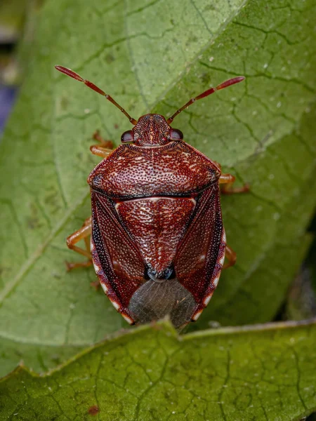 Dorosły Śmierdzący Robal Rodziny Pentatomidae — Zdjęcie stockowe