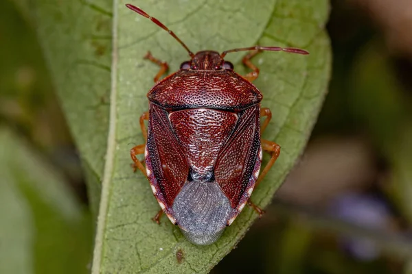 Apestoso Insecto Adulto Familia Pentatomidae — Foto de Stock