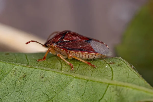 Pentatomidae 의성인 — 스톡 사진