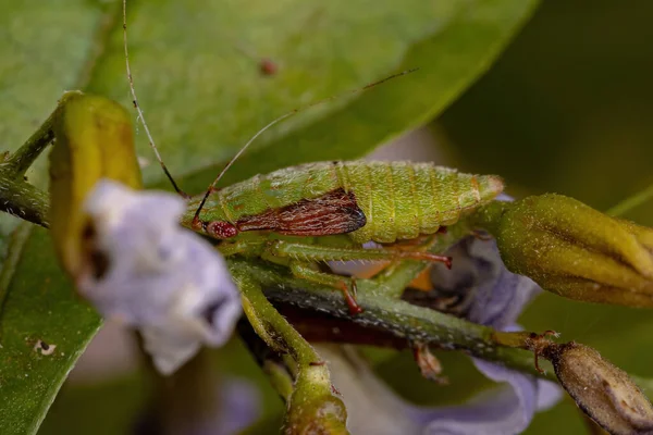 Typisk Leafhopper Nymph Stammen Gyponini — Stockfoto