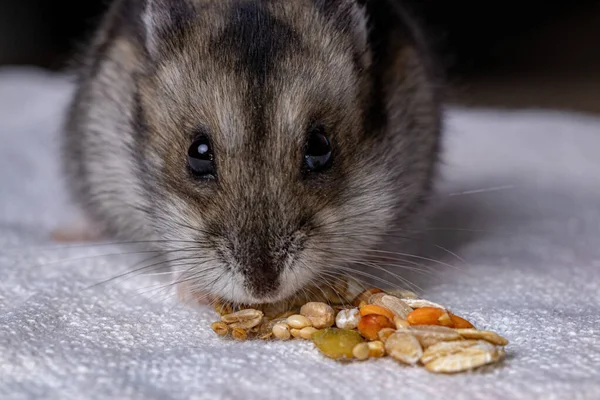 Campbell Dwarf Hamster Species Phodopus Campbelli Selective Focus — Stock Photo, Image