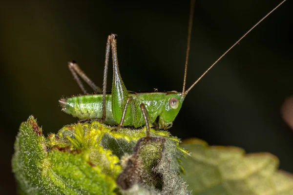 Lesser Meadow Katydid Nymph Genus Conocephalus Stock Image