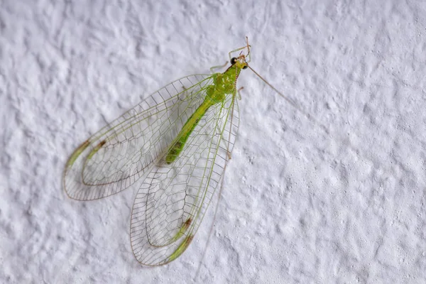 Lacération Verte Typique Chez Adulte Tribu Leucochrysini — Photo