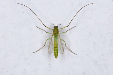 Chironomidae ailesinin ısırmayan yetişkin Midge 'i.