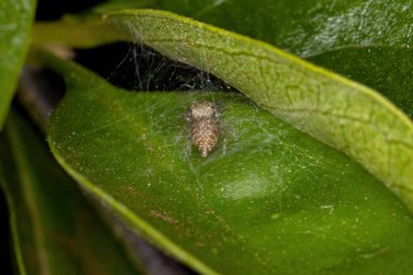 Alt kabile Dendryphantina 'nın Küçük Atlayan Örümceği