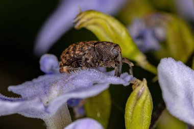 Curculionidae ailesinin yetişkin buğday bitleri gökyüzünde