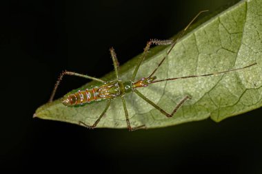 Harpactorini kabilesinden Suikastçı Böcek Perisi