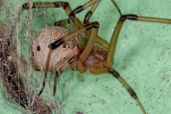 Samice Dospělá Hnědá Vdova Druhu Latrodectus Geometricus — Stock fotografie