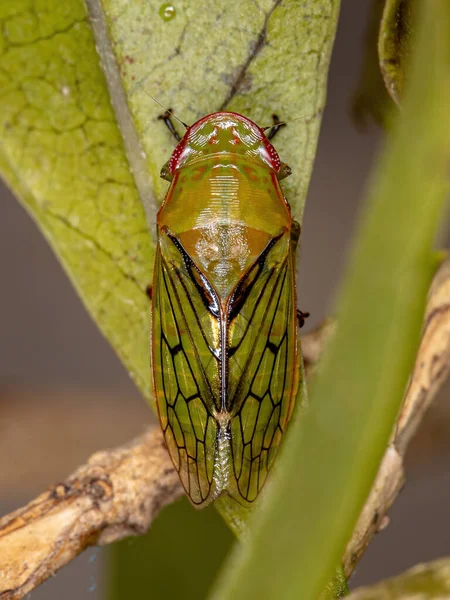 Adult Typical Leafhopper Tribe Gyponini — Stock Photo, Image