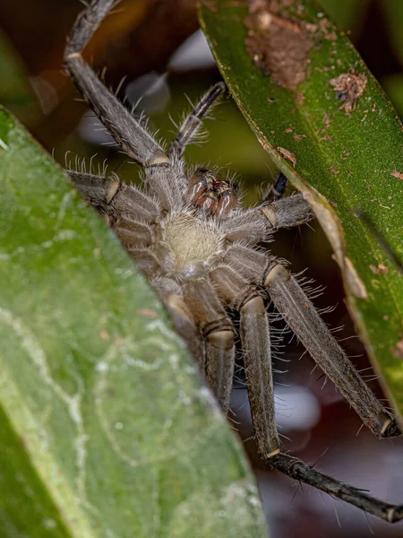 Femme Adulte Trechaleid Spider Family Trechaleid Est Une Espèce Araignée — Photo