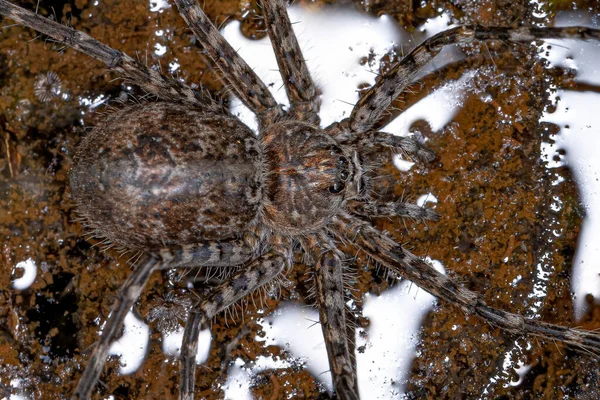 Kvinde Voksen Trechaleid Spider Family Trechaleid Art Akvatisk Edderkop Fundet - Stock-foto