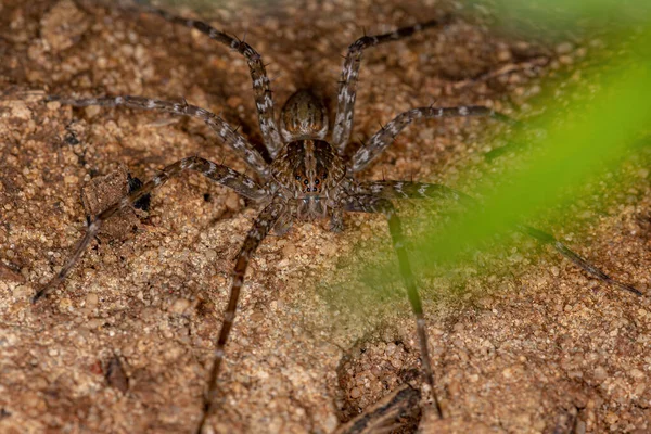 Dospělý Trechaleid Pavouk Rodiny Trechaleid Druh Vodního Pavouka Nalezený Břehu — Stock fotografie