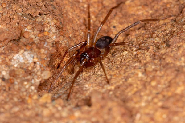 Ant Meniru Sac Spider Spesies Falconina Gracilis — Stok Foto
