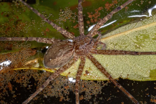 Female Adult Trechaleid Spider Family Trechaleid Вид Водяного Павука Знайдений — стокове фото