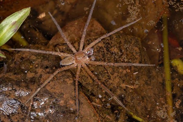 Männliche Ausgewachsene Trechaleid Spinne Der Familie Trechaleid Ist Eine Wasserspinnenart — Stockfoto